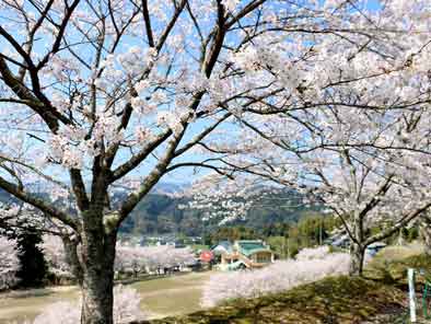 総合運動公園