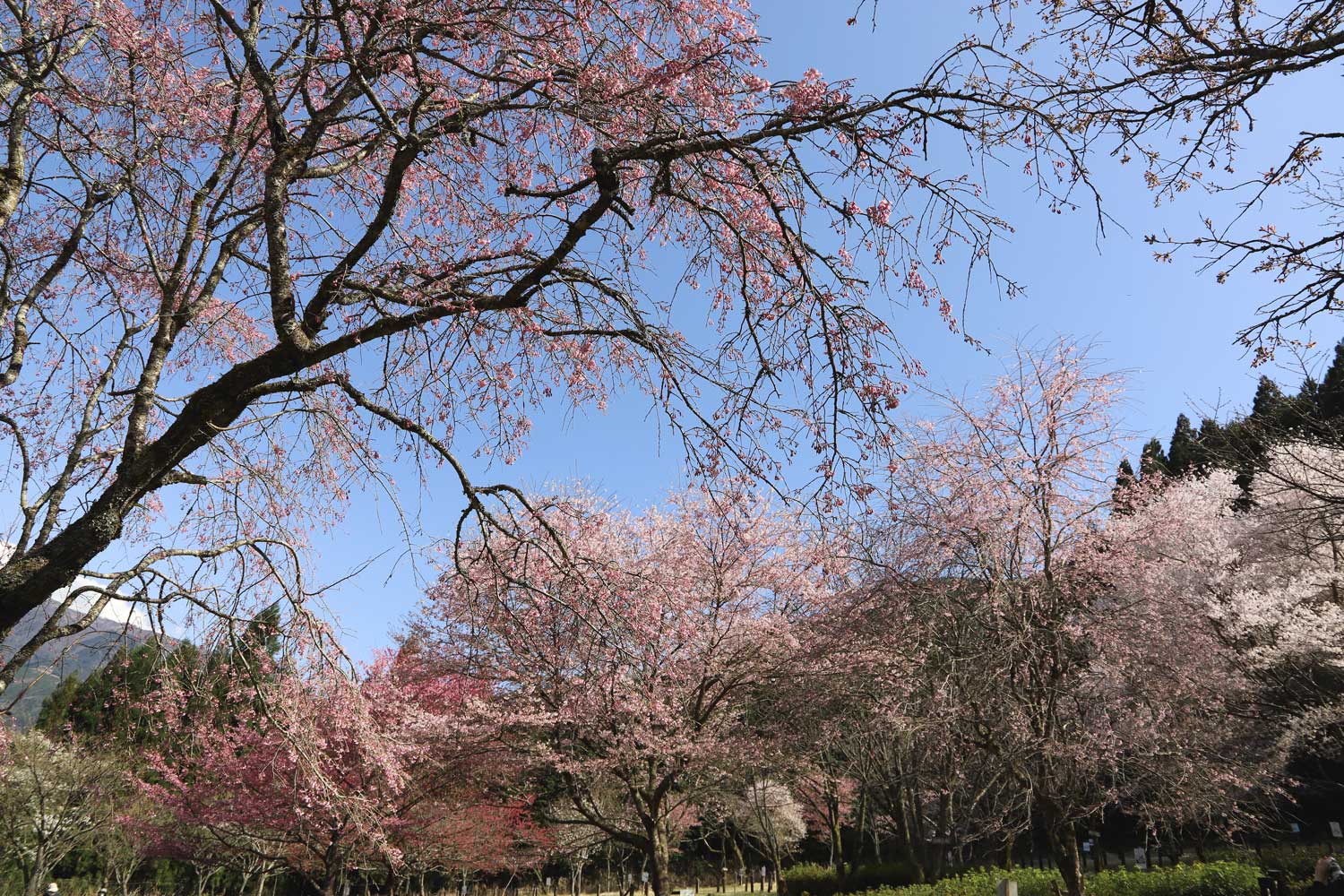 桜庭 桜華ページ sakurazukanen01.jpg
