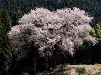 毎床大桜