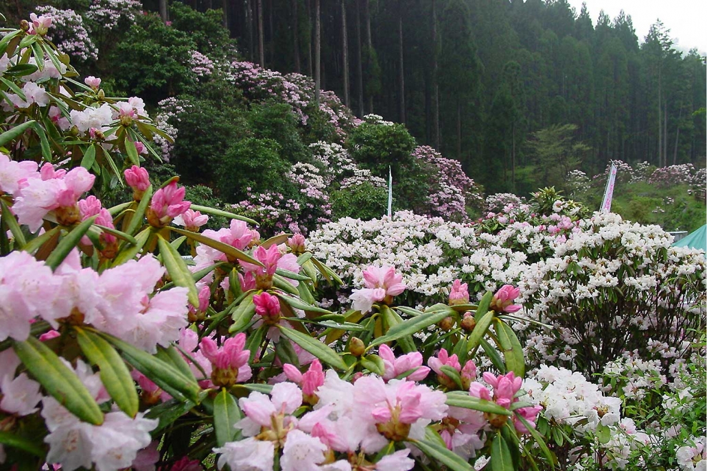 しゃくなげ公園