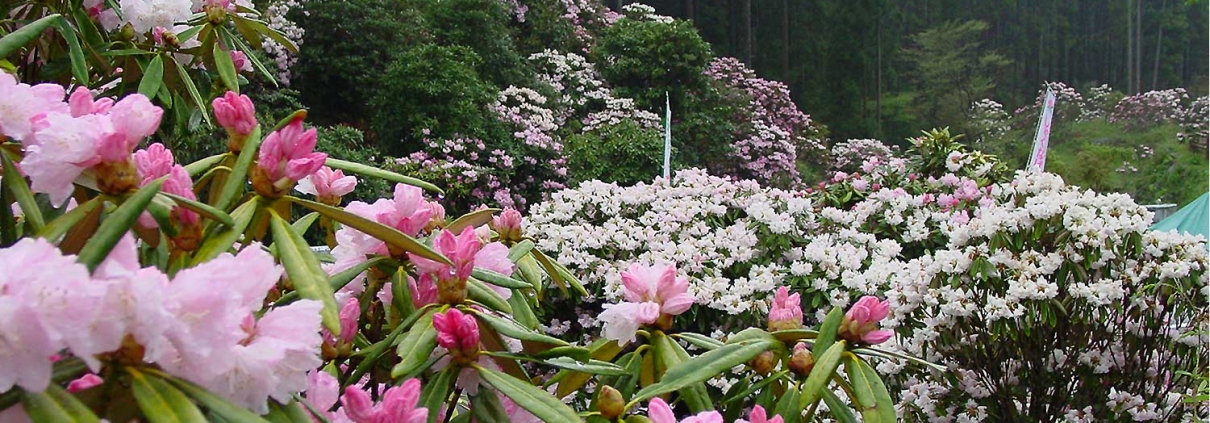 しゃくなげ公園