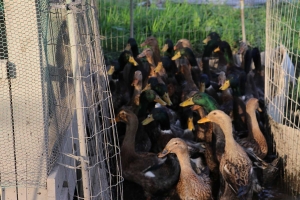 嵯峨の里　観音宿「古時香」