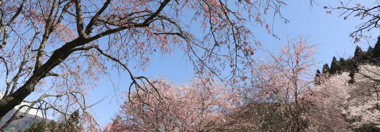 桜図鑑園