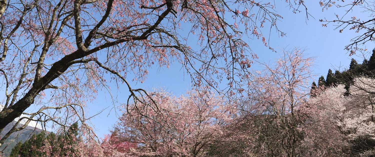 桜図鑑園